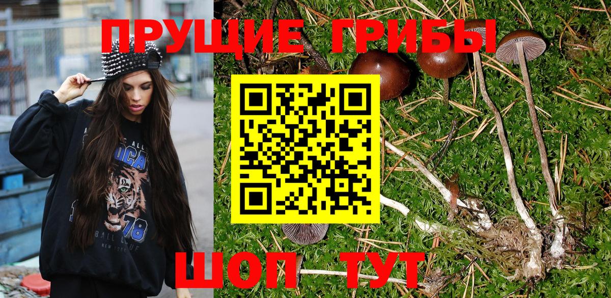 Вятские Поляны  Псилоцибиновые грибы Psilocybine cubensis  наркотики  Вход с VPN 